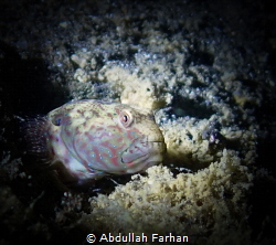 Night photo of a small fish by Abdullah Farhan 